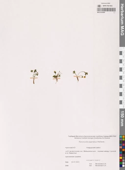 MAG 0018956