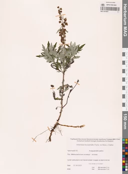 MAG 0018957