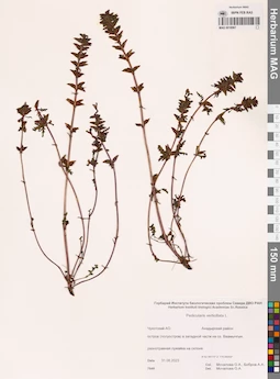 MAG 0018967