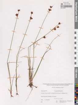 MAG 0018968