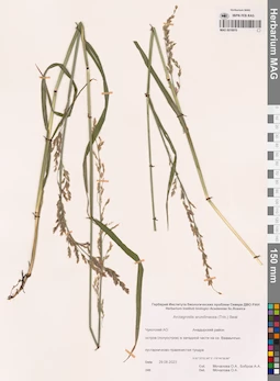 MAG 0018970