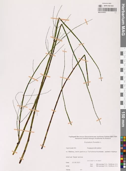 MAG 0018972