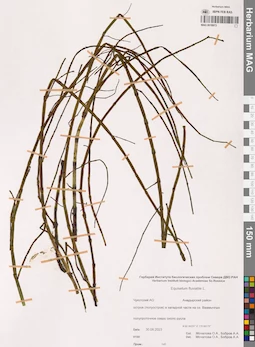 MAG 0018973