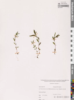 MAG 0018974
