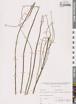 MAG 0018977