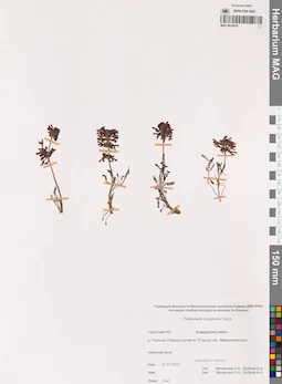 MAG 0018979