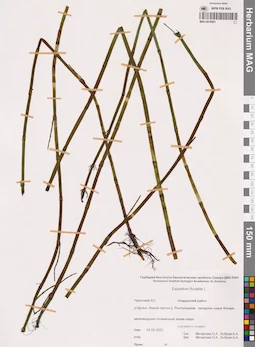 MAG 0018983