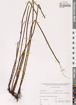 MAG 0018984