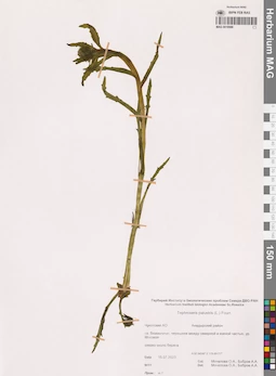 MAG 0018986
