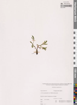 MAG 0018987
