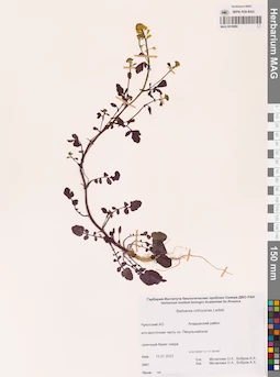 MAG 0018989