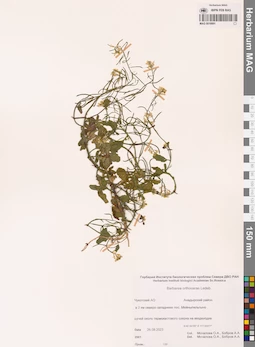 MAG 0018991