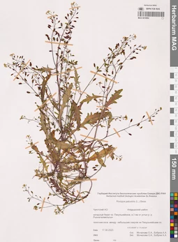 MAG 0018992