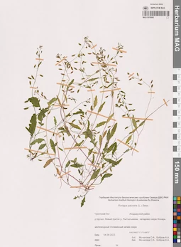 MAG 0018993