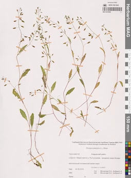 MAG 0018995