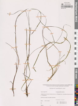 MAG 0021138