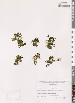 MAG 0021146