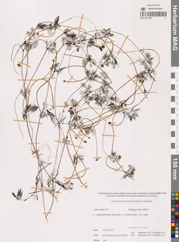 MAG 0021158