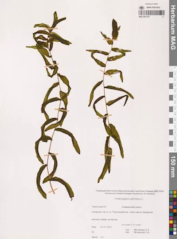 MAG 0021187