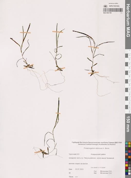 MAG 0021189