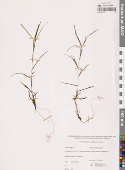 MAG 0021192
