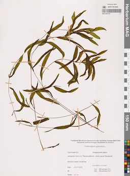 MAG 0021193