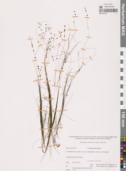 MAG 0021247