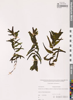 MAG 0021264
