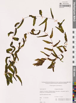 MAG 0021267