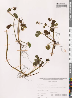 MAG 0021275