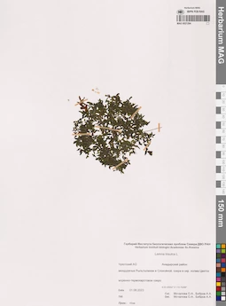 MAG 0021284