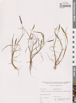 MAG 0021290