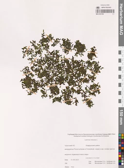 MAG 0021294