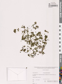MAG 0021302