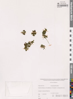MAG 0021318