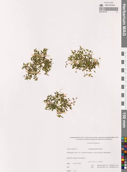 MAG 0021334