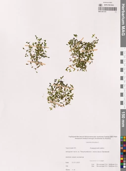 MAG 0021335