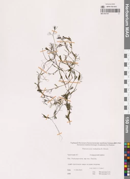 MAG 0021347