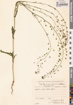 MAG 0006440