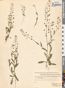 MAG 0006442