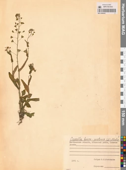 MAG 0006443