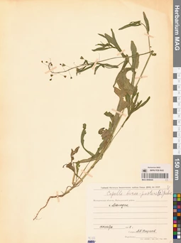 MAG 0006444