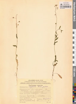 MAG 0006445