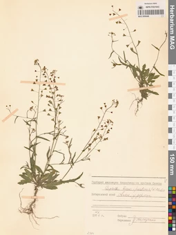 MAG 0006446