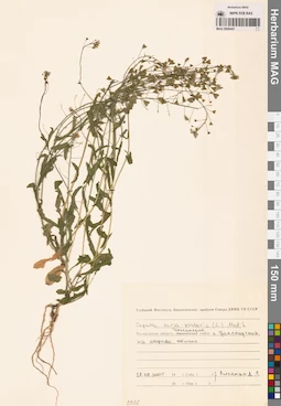 MAG 0006447