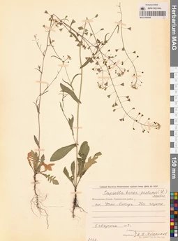 MAG 0006448