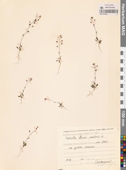 MAG 0006449