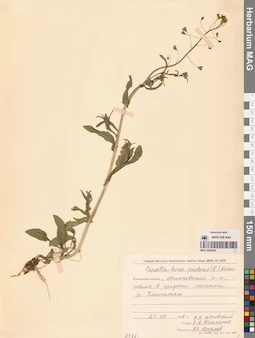 MAG 0006450