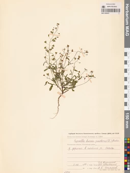 MAG 0006451