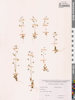 MAG 0006452